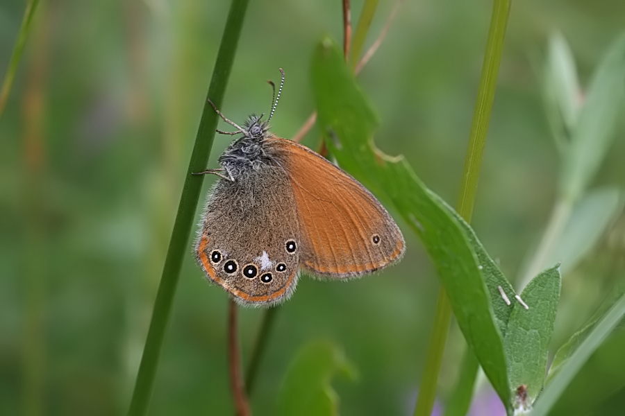 6545_Roodstreephooibeestje - Rishnak N.P. (Kroatia).jpg